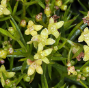 Photo of Galium andrewsii ssp. gatense