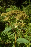 Spiraea betulifolia