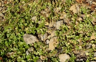 Veronica serpyllifolia var. humifusa