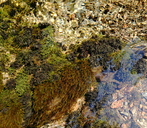 Western Waterfan Lichen