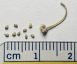 Ranunculus aquatilis