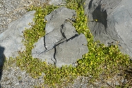 Halerpestes cymbalaria