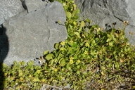 Halerpestes cymbalaria