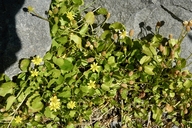 Halerpestes cymbalaria