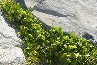 Halerpestes cymbalaria