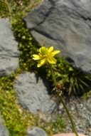 Halerpestes cymbalaria