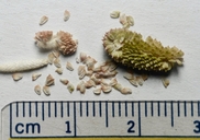 Halerpestes cymbalaria