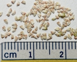 Halerpestes cymbalaria