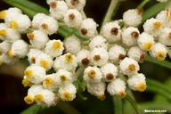 Anaphalis margaritaceae