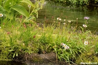 Triantha occidentalis ssp. brevistyla