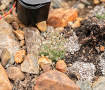 Draba oligosperma