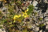Ericameria bloomeri