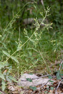 Betony-leaf Brickellbush