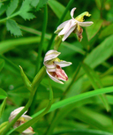 Ophrys apifera var. botteronii