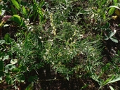 Astragalus convallarius