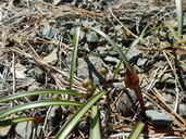 Allium incomptum