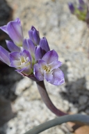 Allium abramsii