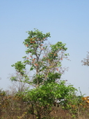 Dipterocarpus intricatus
