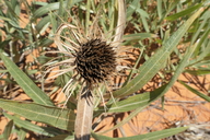 Wyethia scabra ssp. attenuata