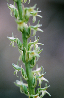 Piperia yadonii