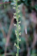 Piperia yadonii