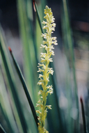 Piperia yadonii