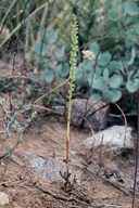 Piperia yadonii