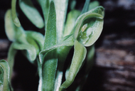 Platanthera x estesii