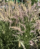 Pennisetum oriebtale