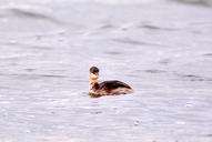 Hoary-headed Grebe