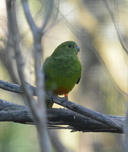 Orange-bellied Parrot