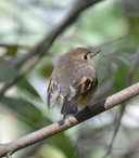 Petroica rodinogaster