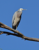 White-faced Egret