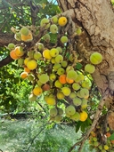 Cluster Fig