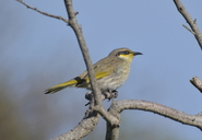 Gavicalis virescens