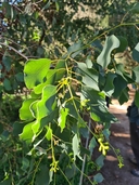 Eucalyptus baueriana