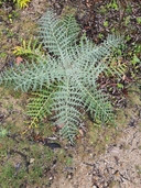 Globe Artichoke