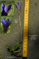 Gentiana newberryi var. newberryi
