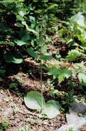 Round-leaved Orchid