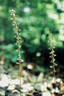 Tipularia discolor