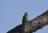 Yellow-faced Honeyeater