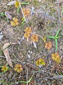 Drosera aberrans