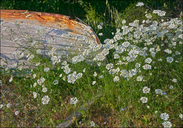 Orlaya grandiflora
