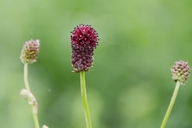 Sanguisorba officinalis