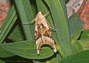 Phlogophora meticulosa
