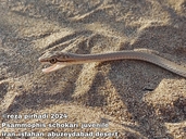 Forskal Sand Snake