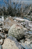 Coryphantha vivipara var. deserti