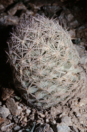 Escobaria chlorantha
