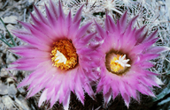 Coryphantha vivipara var. vivipara