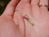 Castilleja lassenensis